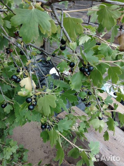 Черная смородина