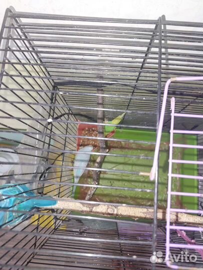 Волнистый попугай с клеткой