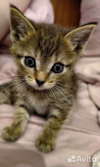 Кошка в дар