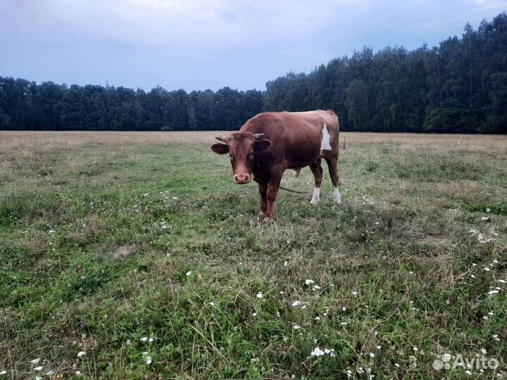 Быки на мясо