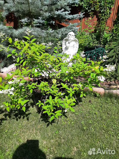 Гортензия метельчатая самарская лидия