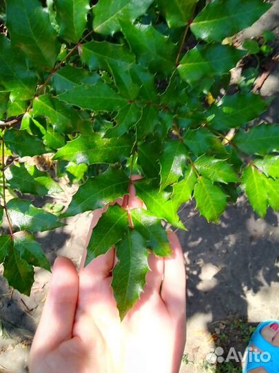 Падуб Магония Падуболистная кустарник