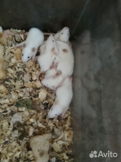 Крысята
