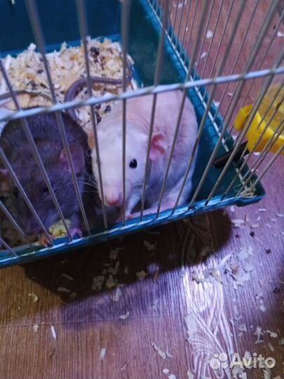 Отдать крысу