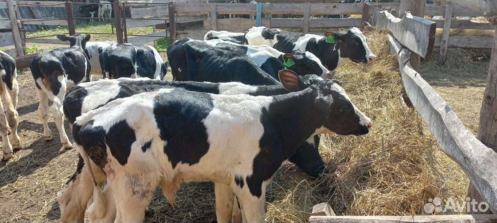 Бычки и быки