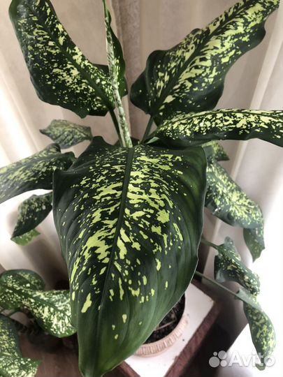 Диффенбахия