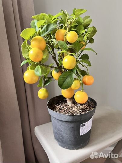 Мандарин из Греции