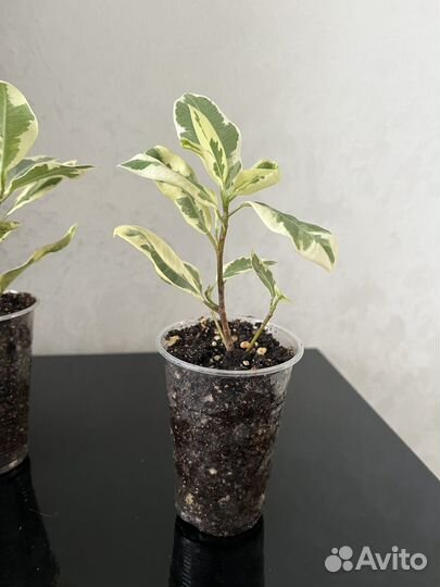 Фикус Альбомаргината, фикус Керли