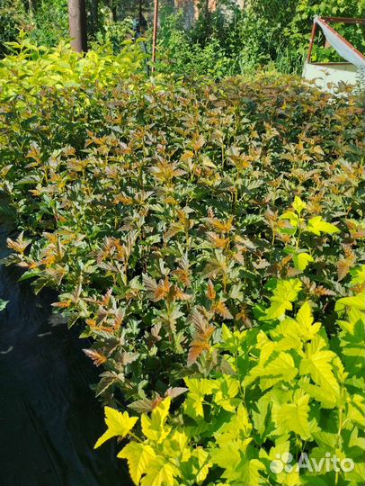 Декоративные многолетние растения