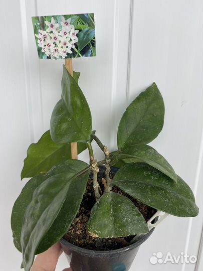 Хойя взрослая