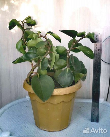 Пеперомия туполистная