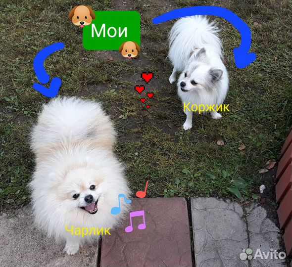 Выгул собак