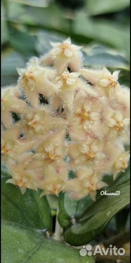 Хойи срезами