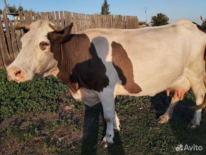 Продаётся дойная корова