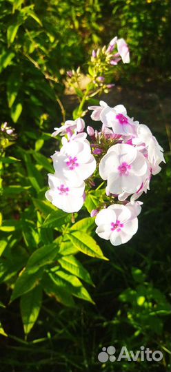 Флоксы многолетние