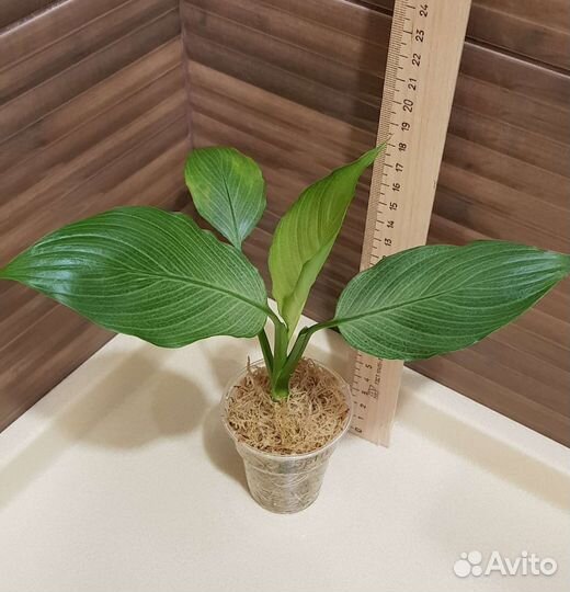 Спатифиллумы сортовые