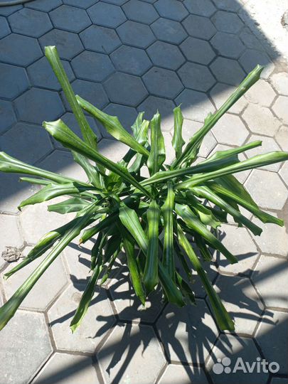 Пальма драцена