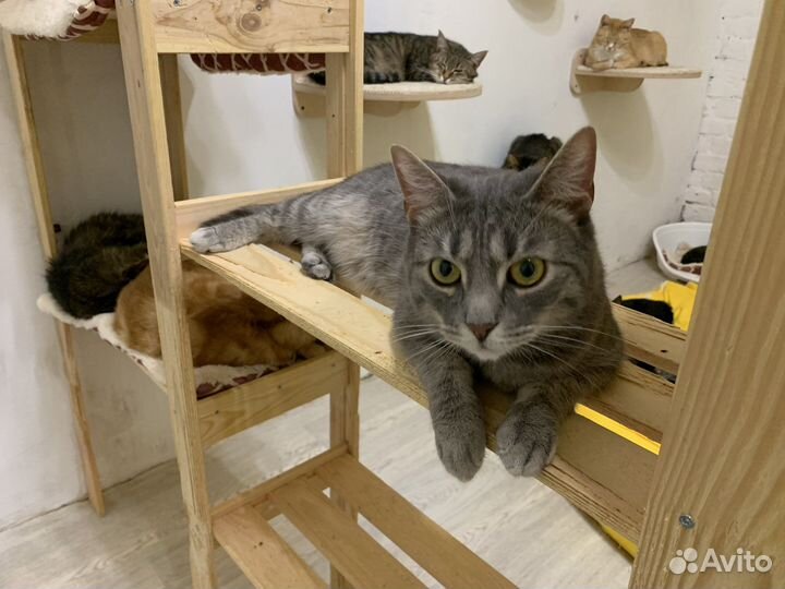 Котик Мышонок