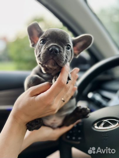 Французский бульдог щенки
