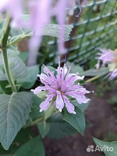 Кустарники, цветы (посадочный материал)