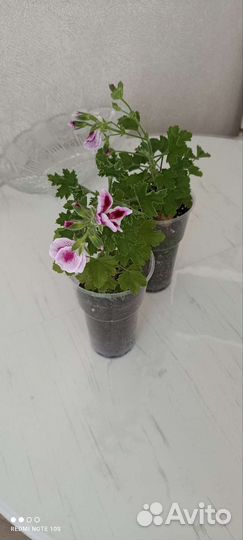 Пеларгония королевская, герань