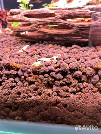 Аквариумные креветки Прл