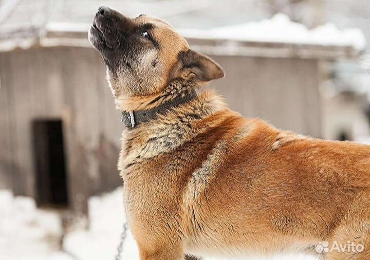 Настоящий туз