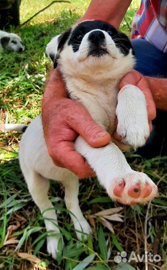 Самая привлекательная и обаятельная