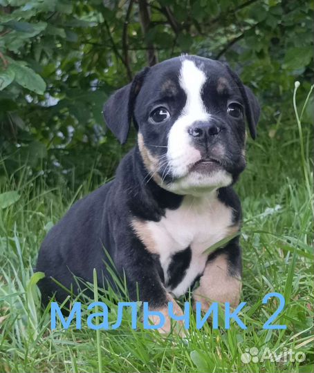 Щенки американского булли