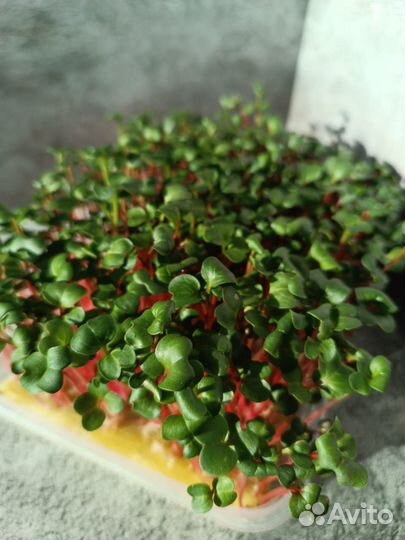 Микрозелень Горох/Руккола/Редис Рэд Корал/Горчица