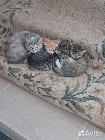 Кошки в добрые руки