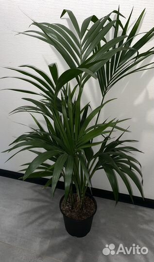 Ховея Форстеринана