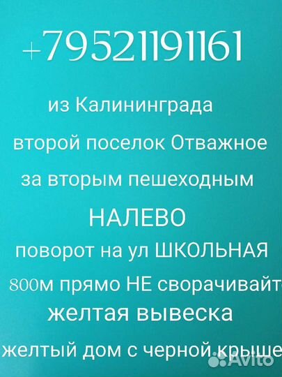 Спирея саженцы