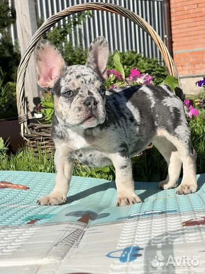 Французский бульдог мерле