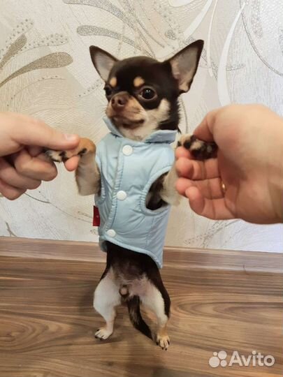 Собака на вязку