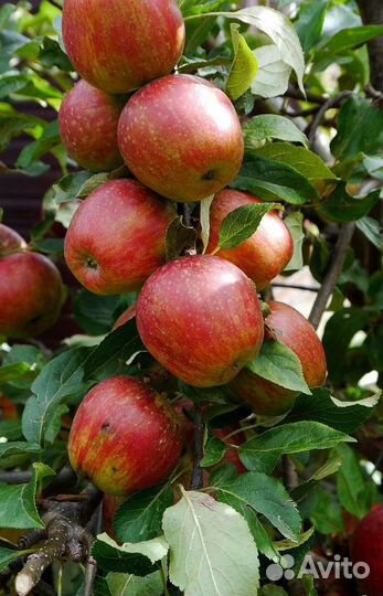 Саженцы яблони