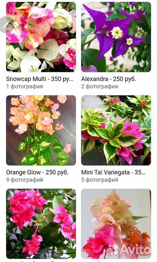 Бугенвиллия разные сорта