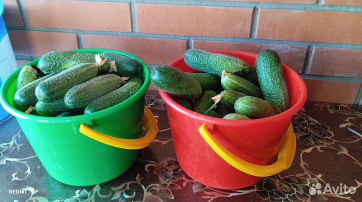 Огурцы тепличные. Собраны утром 29.06. 2 ведра
