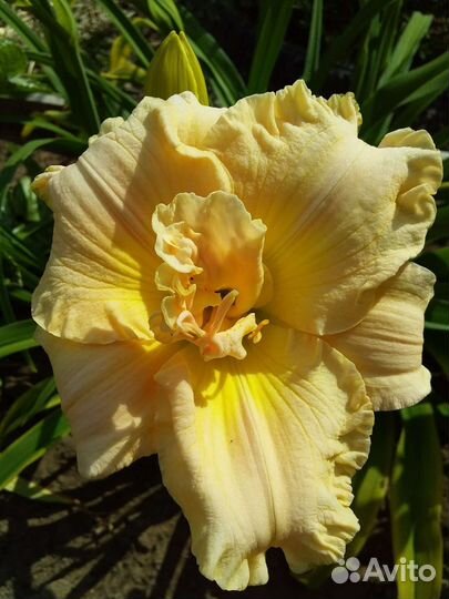 Лилейники сортовые махровые