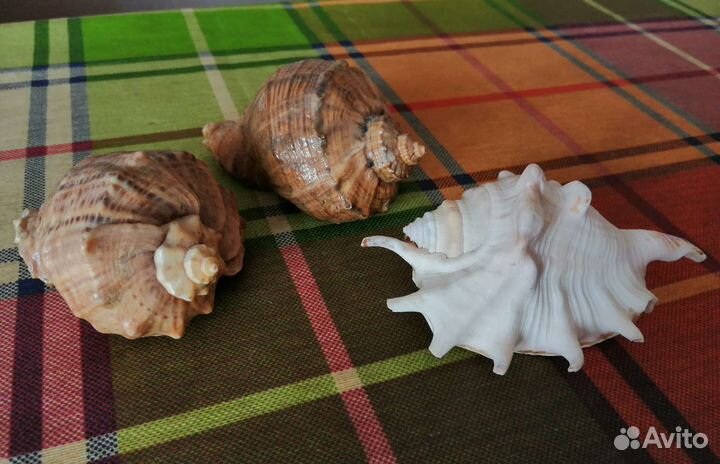 Морские ракушки