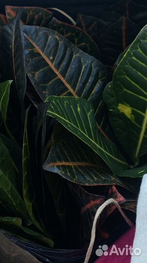 Кротон для укоренения