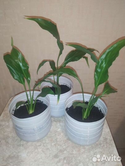 Спатифиллум