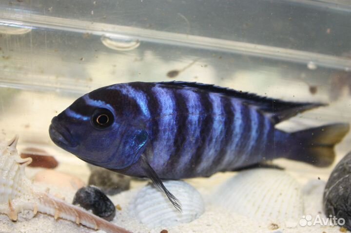 Цихлиды Африки и Америки