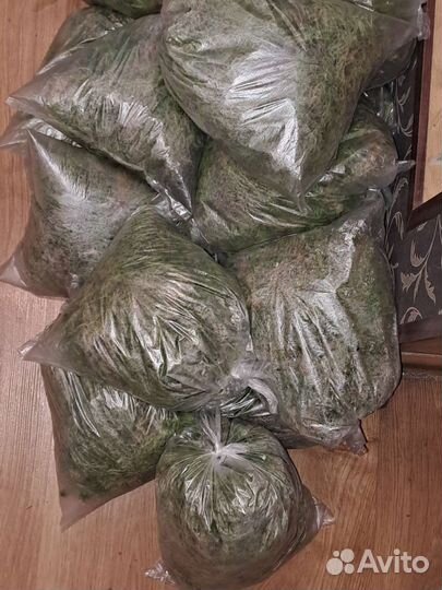 Мох сфагнум живой