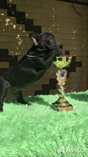 Шикарные щенки французики с документами