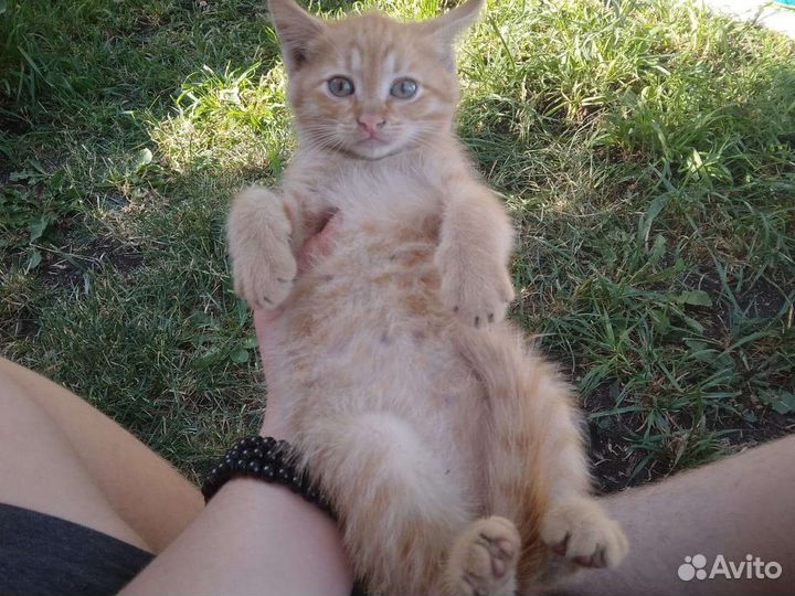 Отдам 3 котят бесплатно в добрые руки