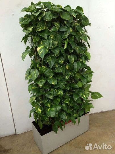 Сциндапсус золотистый