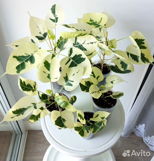 Фикус Священный вар вайт