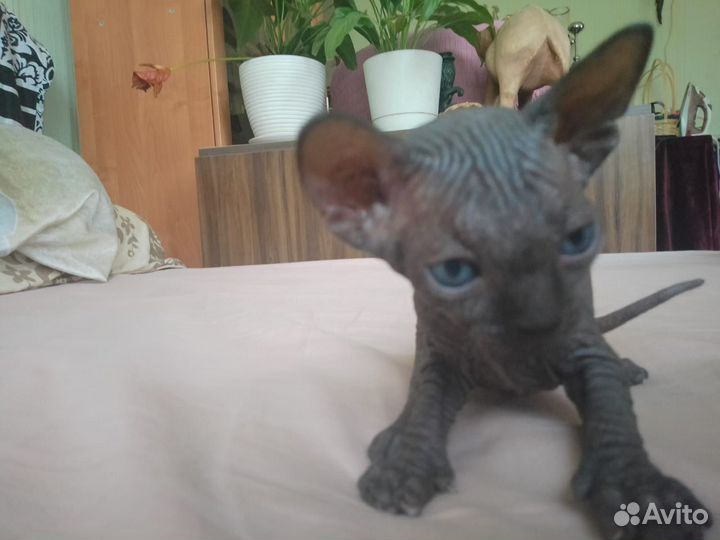 Канадский сфинкс котенок
