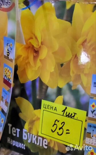 Луковицы нарциссов